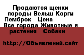 Продаются щенки породы Вельш Корги Пемброк › Цена ­ 40 000 - Все города Животные и растения » Собаки   